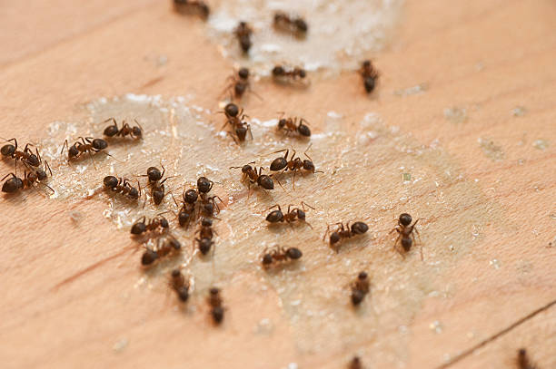 Wasp Removal Services in Channel Islands Beach, CA